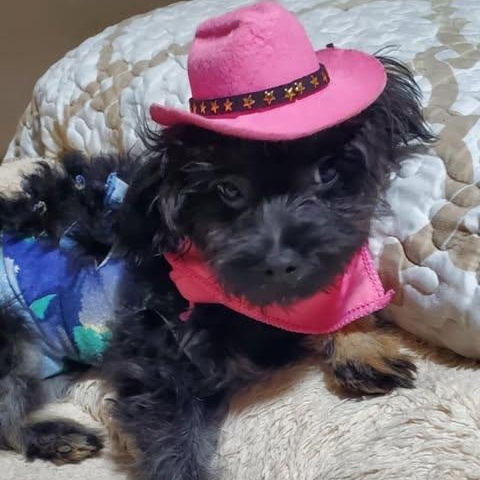 AMANDA, an adoptable Schnoodle, Maltipoo in san diego, CA, 92101 | Photo Image 2