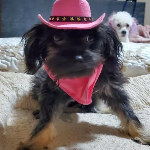 AMANDA, an adoptable Schnoodle, Maltipoo in san diego, CA, 92101 | Photo Image 4