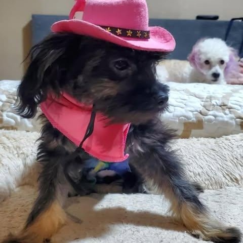 AMANDA, an adoptable Schnoodle, Maltipoo in san diego, CA, 92101 | Photo Image 3