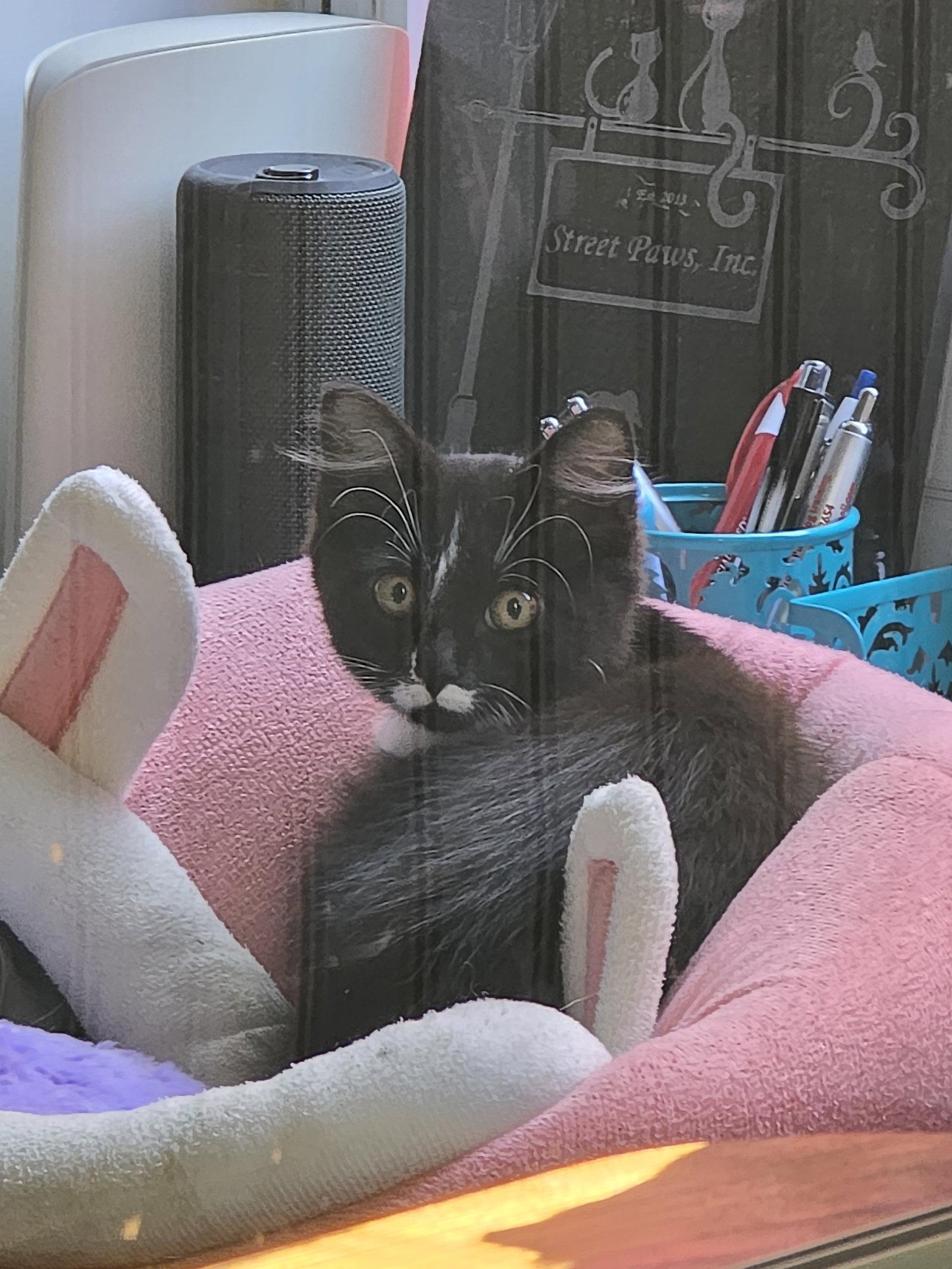 Enlarge Amelia, a Adoptable Domestic Long Hair in Locust Grove, GA image 1/3