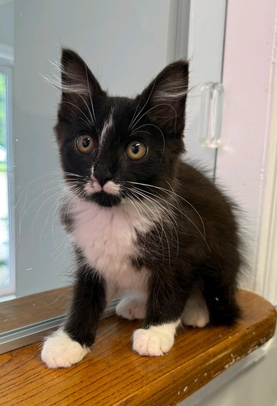 Enlarge Amelia, a Adoptable Domestic Long Hair in Locust Grove, GA image 2/3
