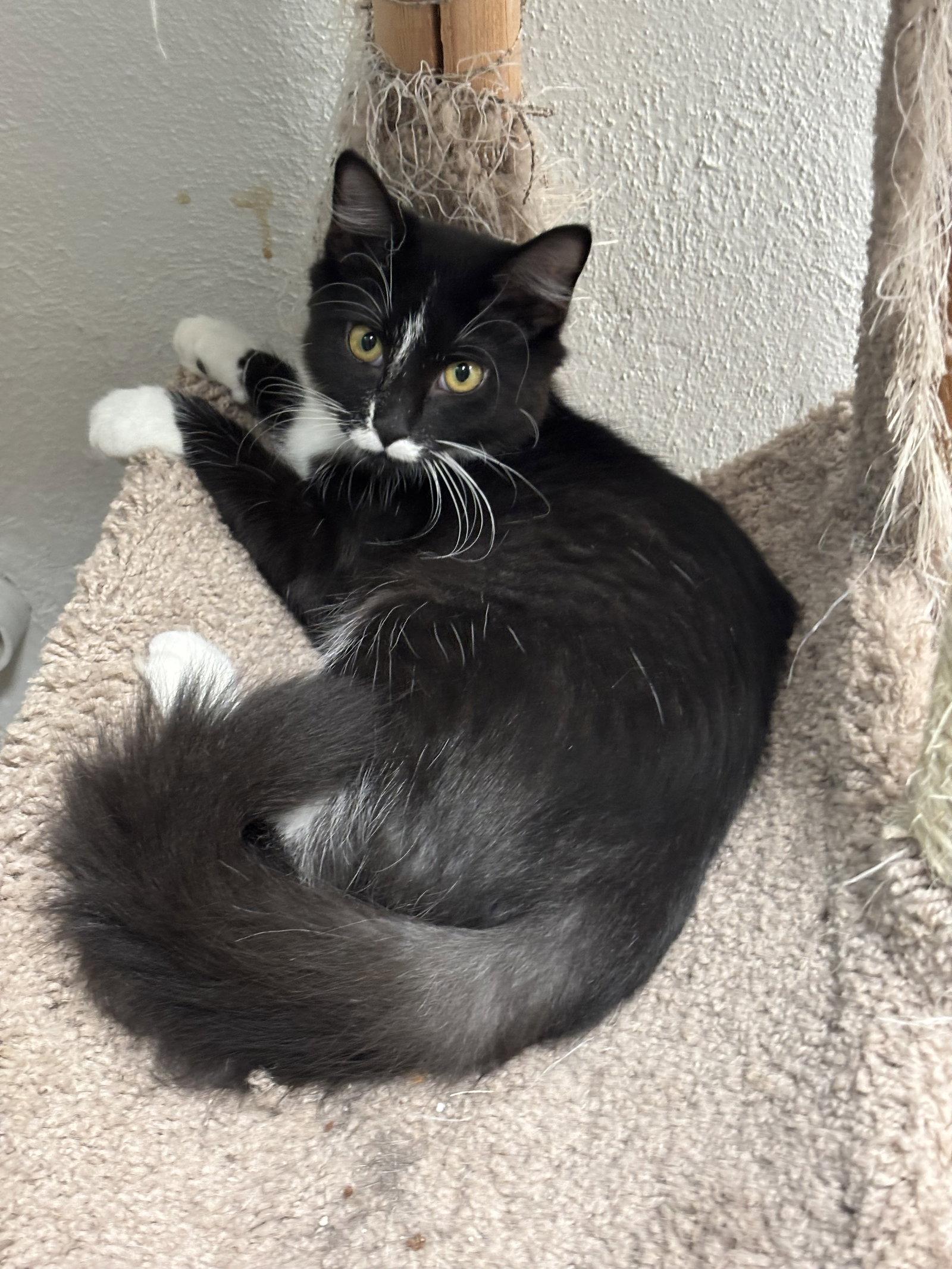 Enlarge Amelia, a Adoptable Domestic Long Hair in Locust Grove, GA image 3/3