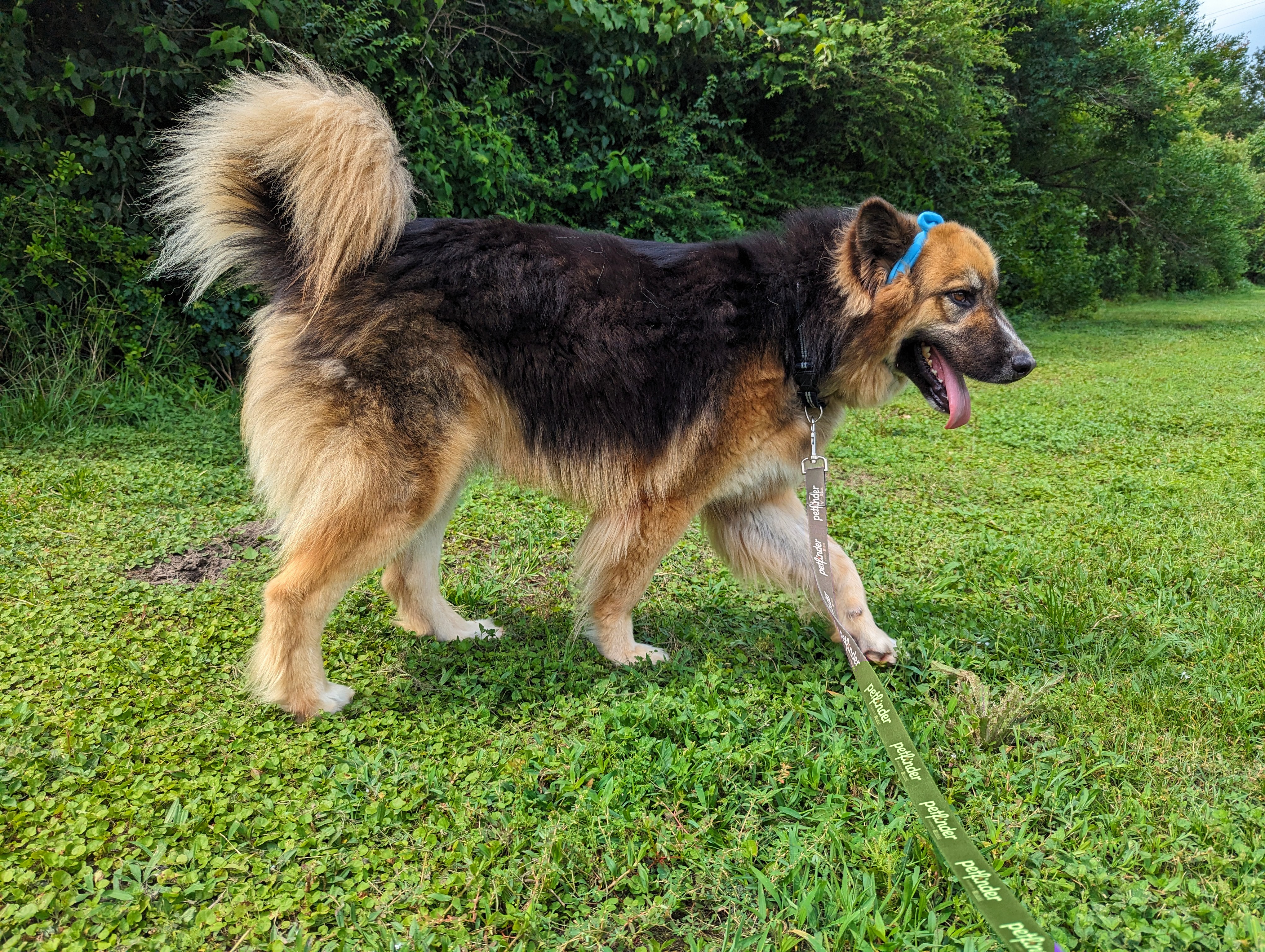 The Goodest Boy Garlic Bread, a Adopted Shepherd in Stanfield, OR image 3/6