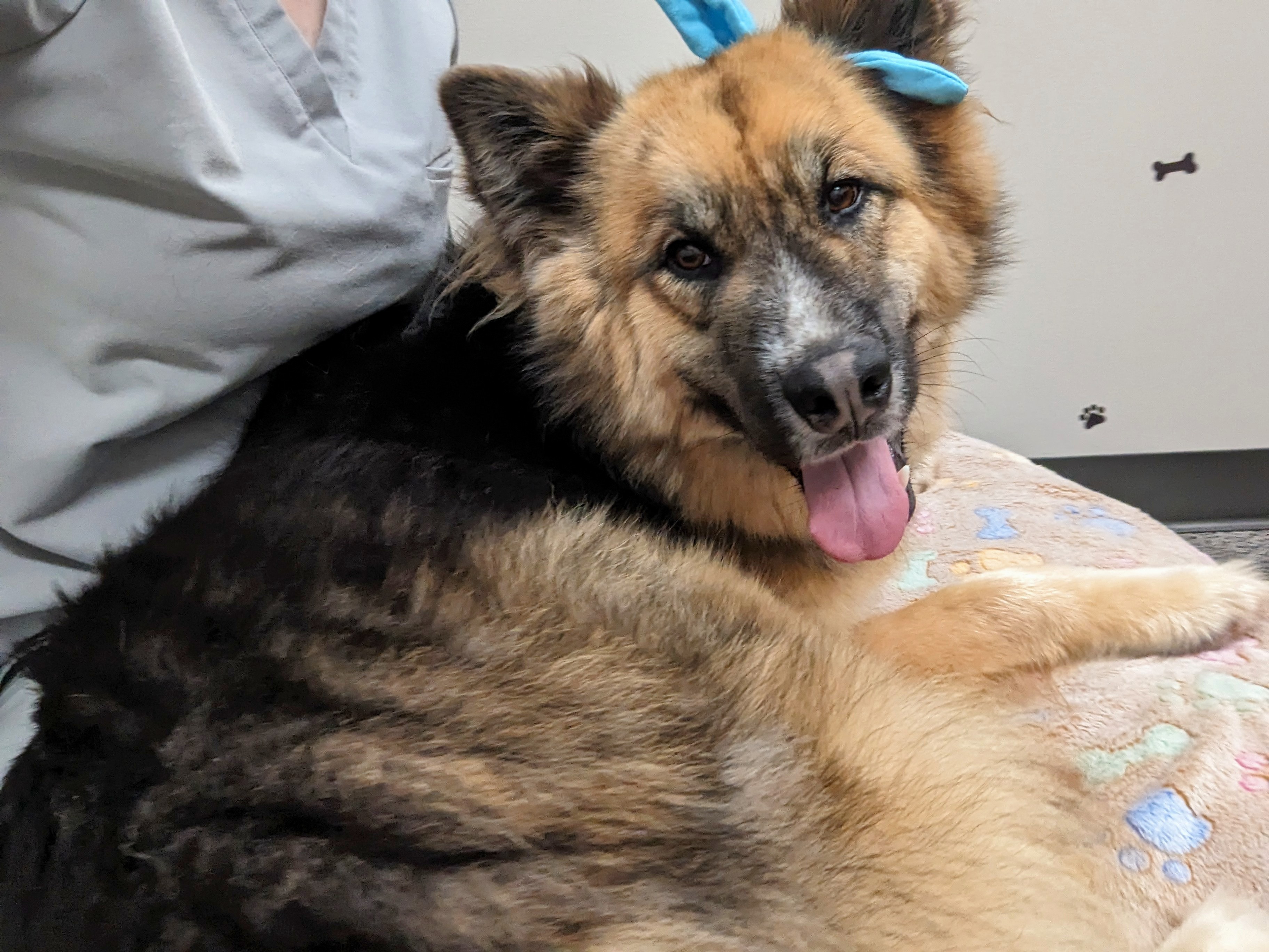 The Goodest Boy Garlic Bread, a Adopted Shepherd in Stanfield, OR image 4/6