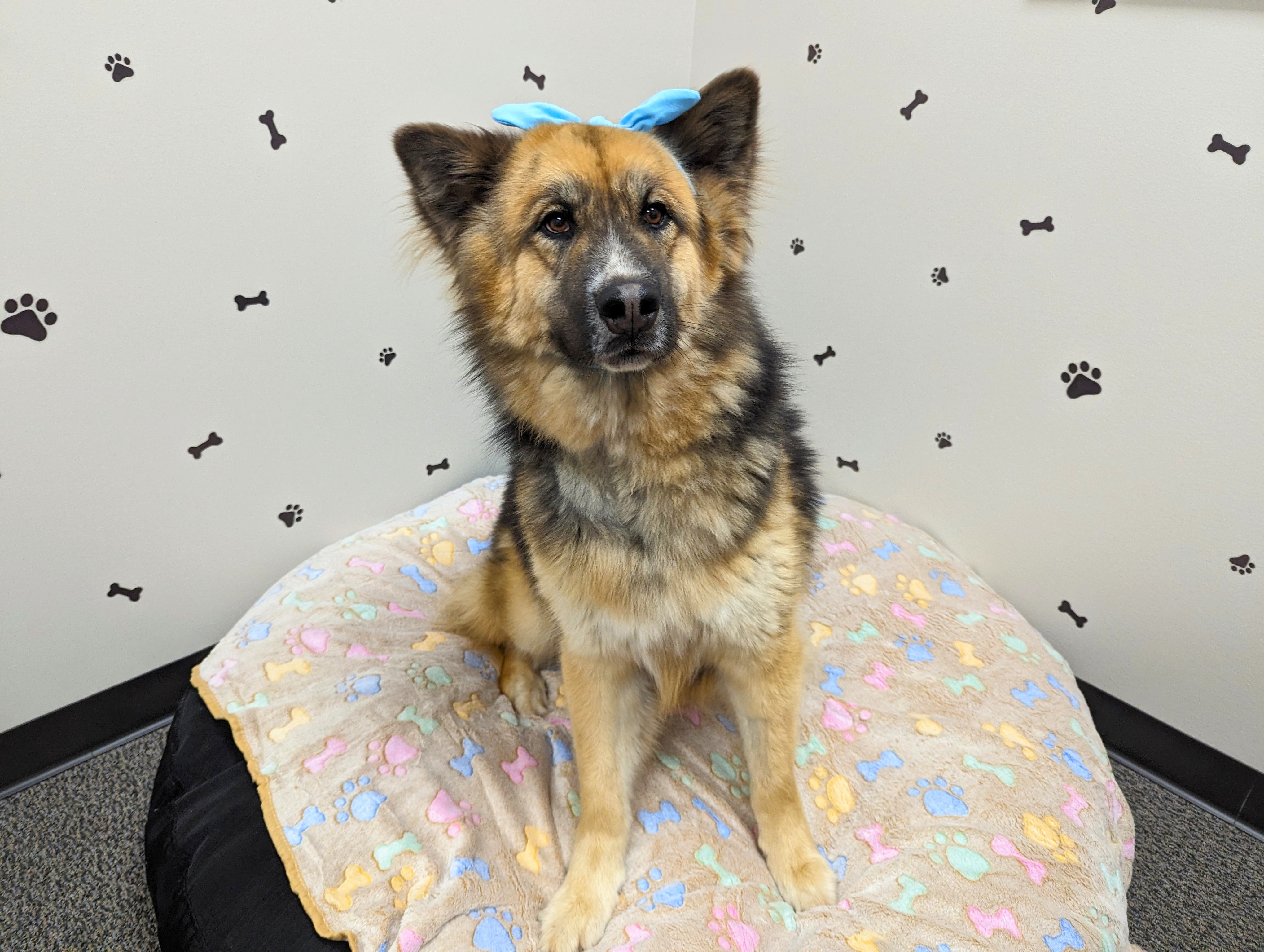 The Goodest Boy Garlic Bread, Adopted, Young Male Shepherd.