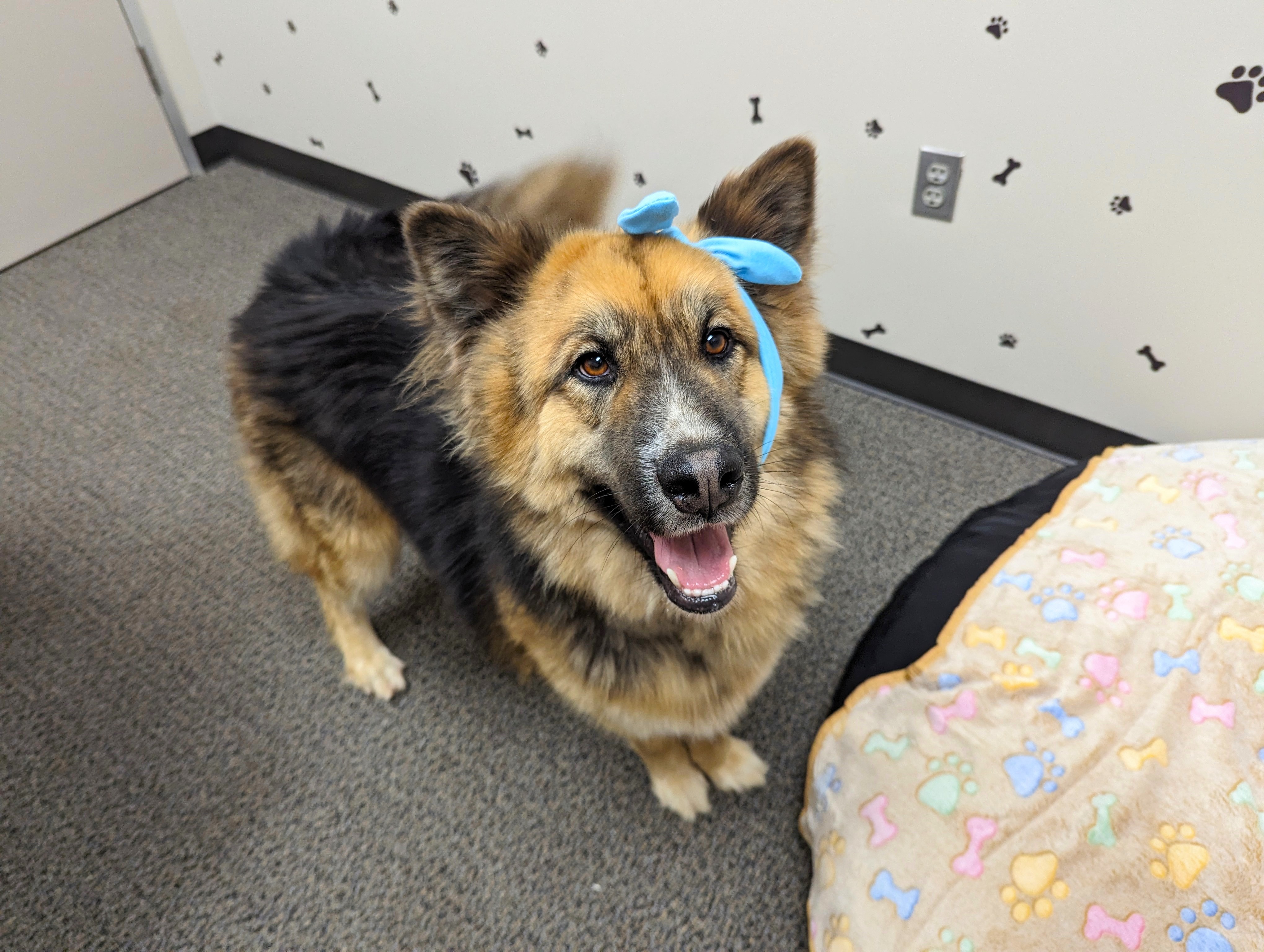 The Goodest Boy Garlic Bread, a Adopted Shepherd in Stanfield, OR image 2/6