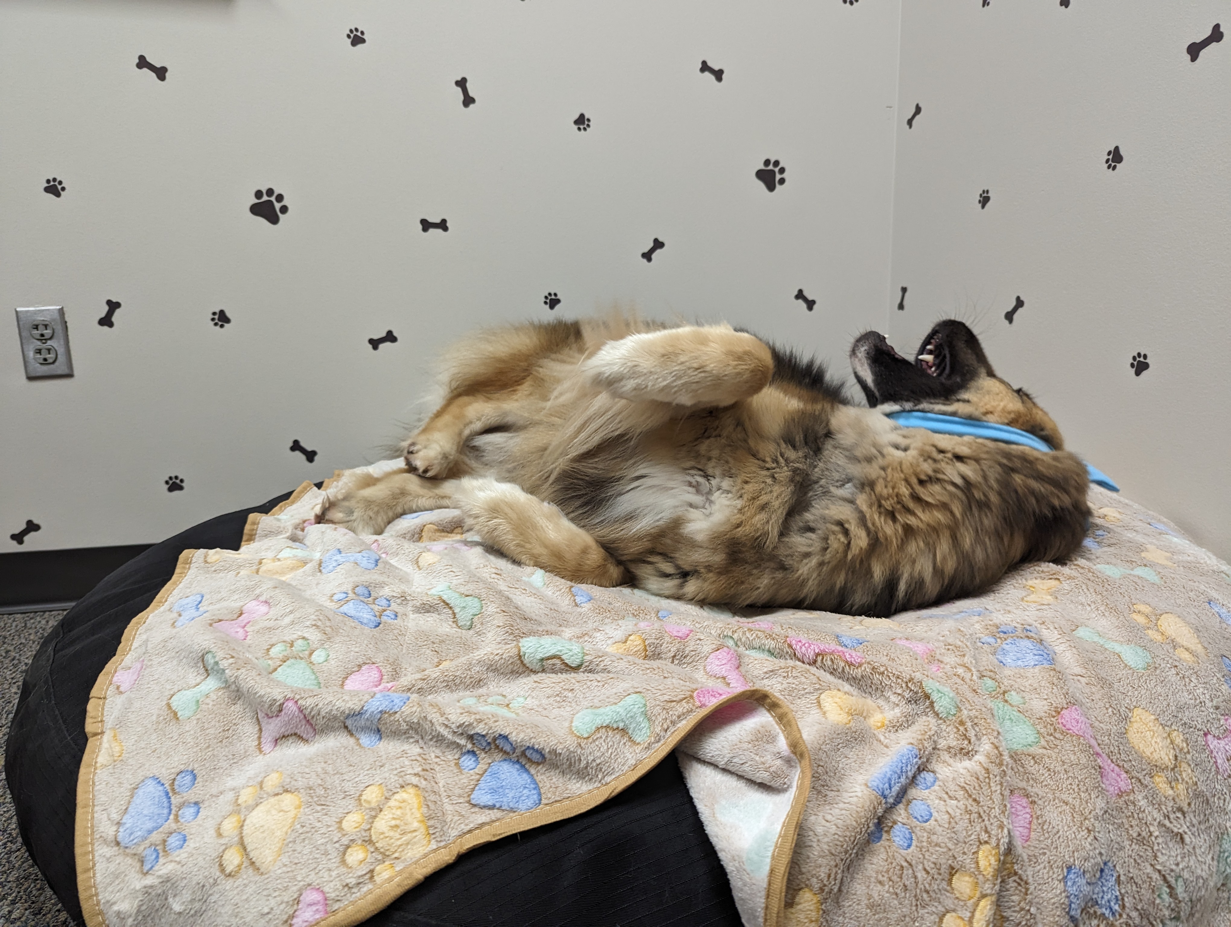 The Goodest Boy Garlic Bread, a Adopted Shepherd in Stanfield, OR image 5/6