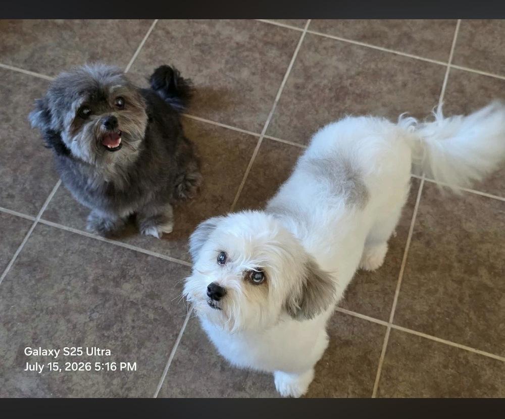 Sandy, Adopted, Adult Female Shih Tzu.