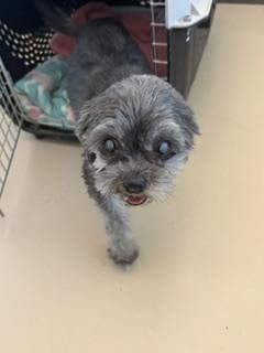 Sandy, Adopted, Adult Female Shih Tzu.