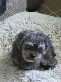 Enlarge Sandy, a Adopted mixed breed in Puerto Penasco, SON image 2/2