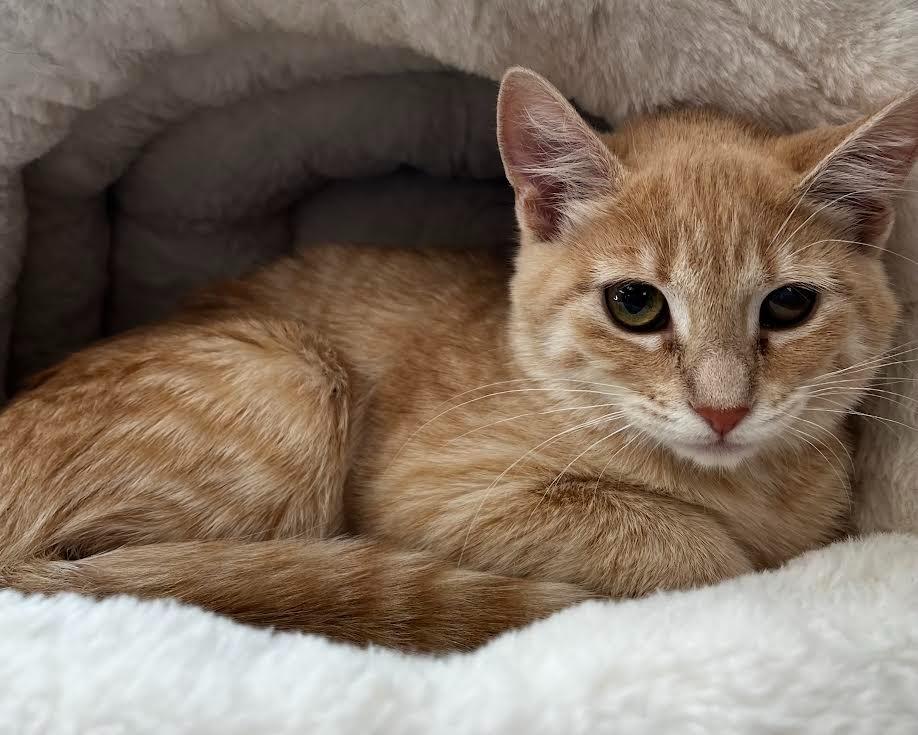 Johnnie, Adopted, Kitten Female Domestic Short Hair.