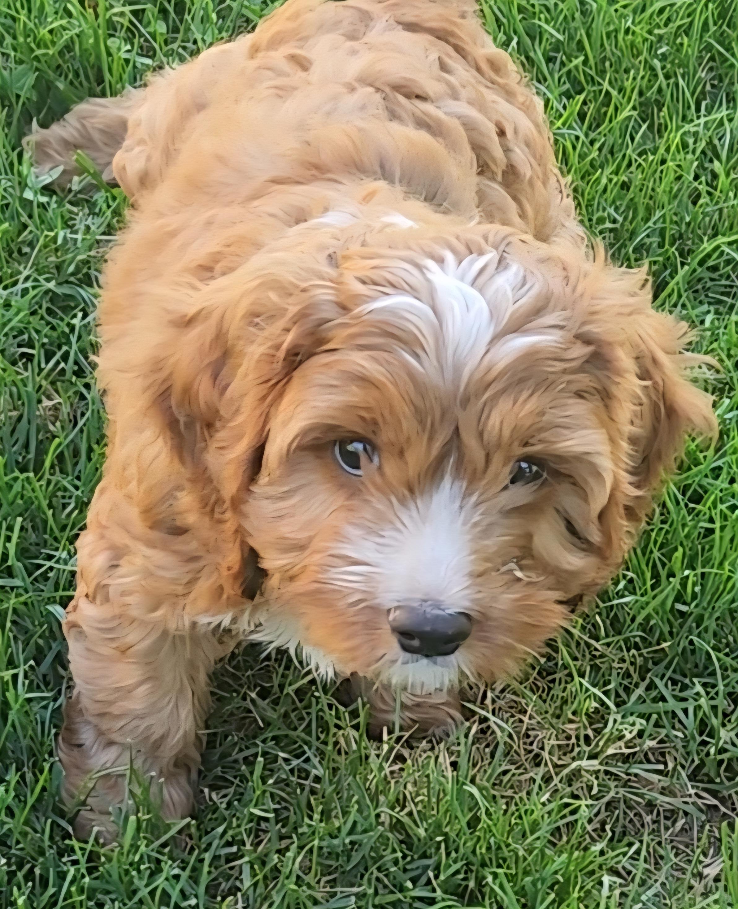 Tucker, adopted, Puppy Male Cavapoo.