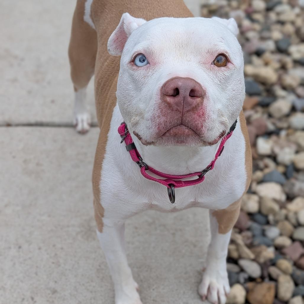 Goldie, Adoptable, Senior Female Pit Bull Terrier.