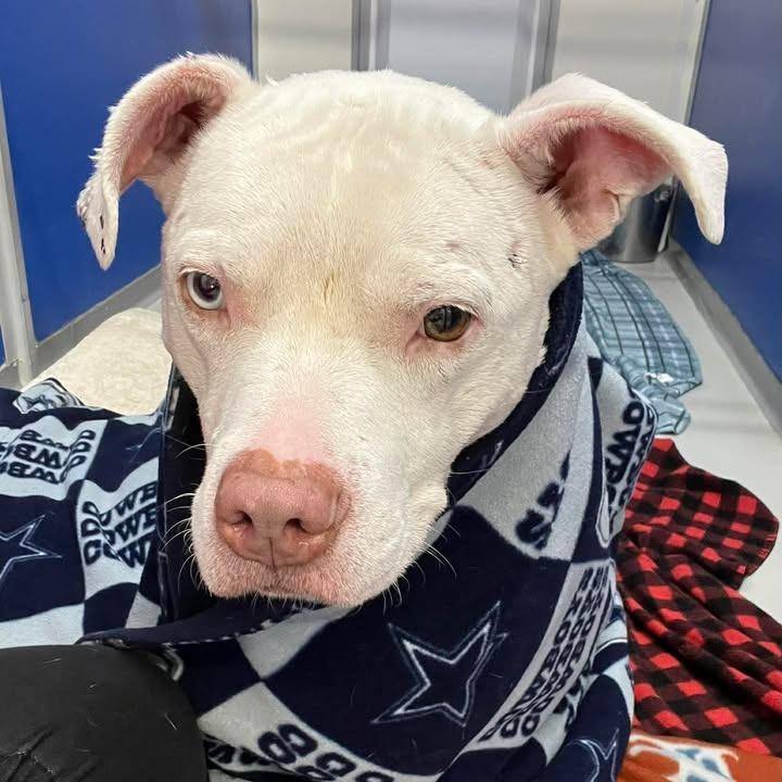 Enlarge Goldie, a Adoptable Pit Bull Terrier in Milan, IL image 2/6