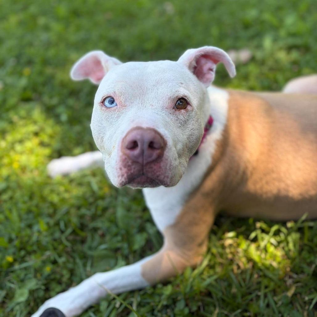 Enlarge Goldie, a Adoptable Pit Bull Terrier in Milan, IL image 3/6
