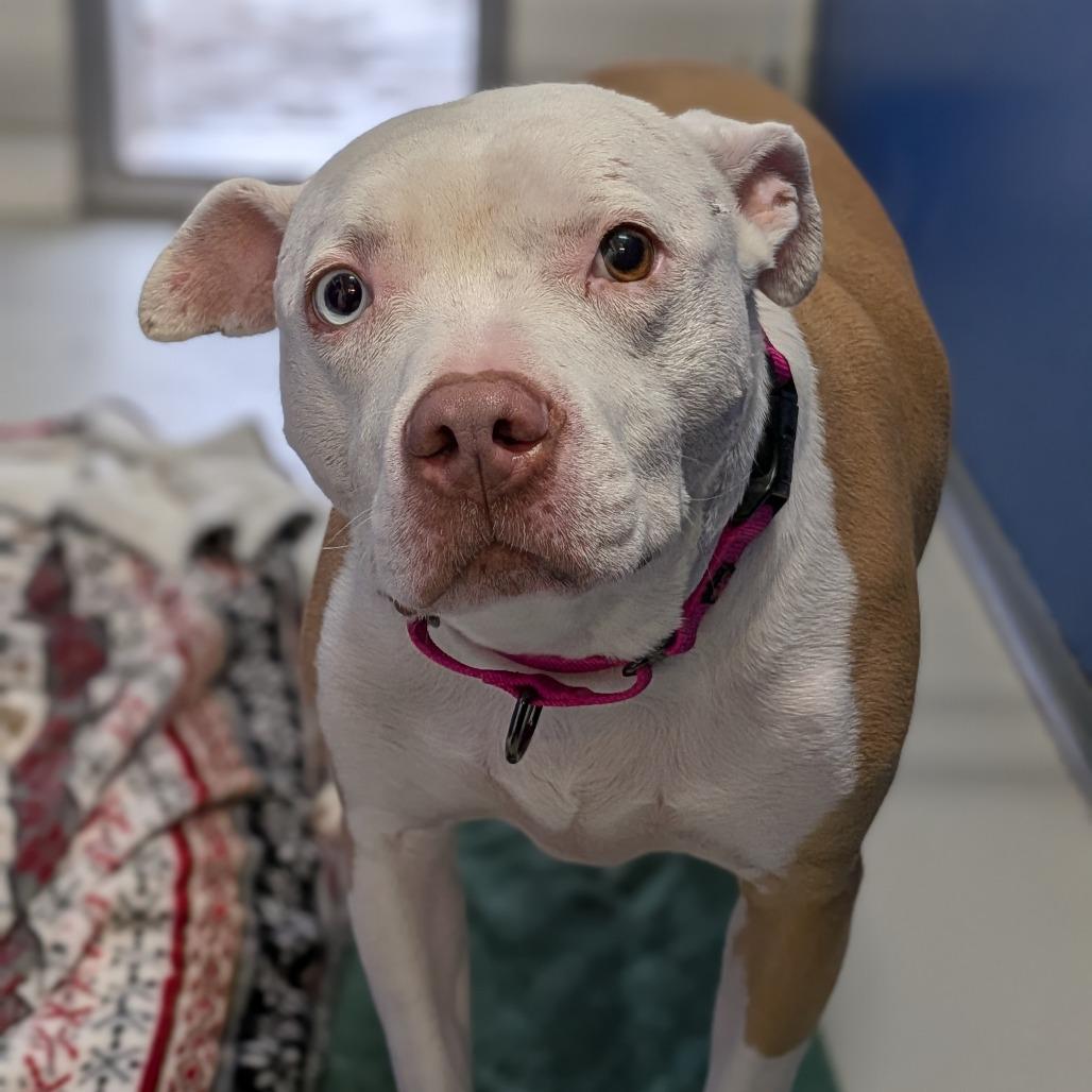 Enlarge Goldie, a Adoptable Pit Bull Terrier in Milan, IL image 4/6