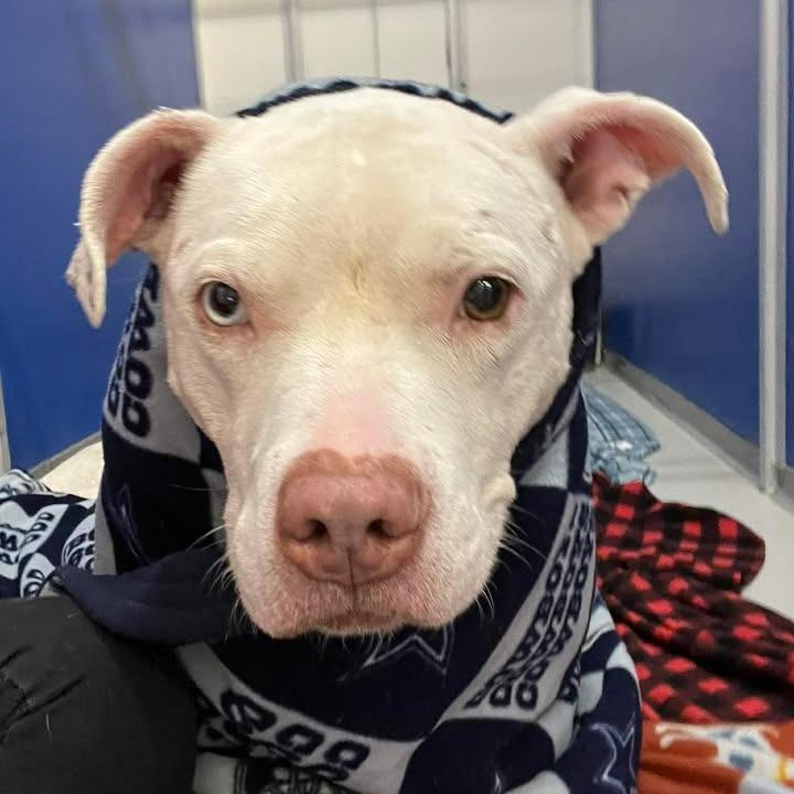 Enlarge Goldie, a Adoptable Pit Bull Terrier in Milan, IL image 5/6