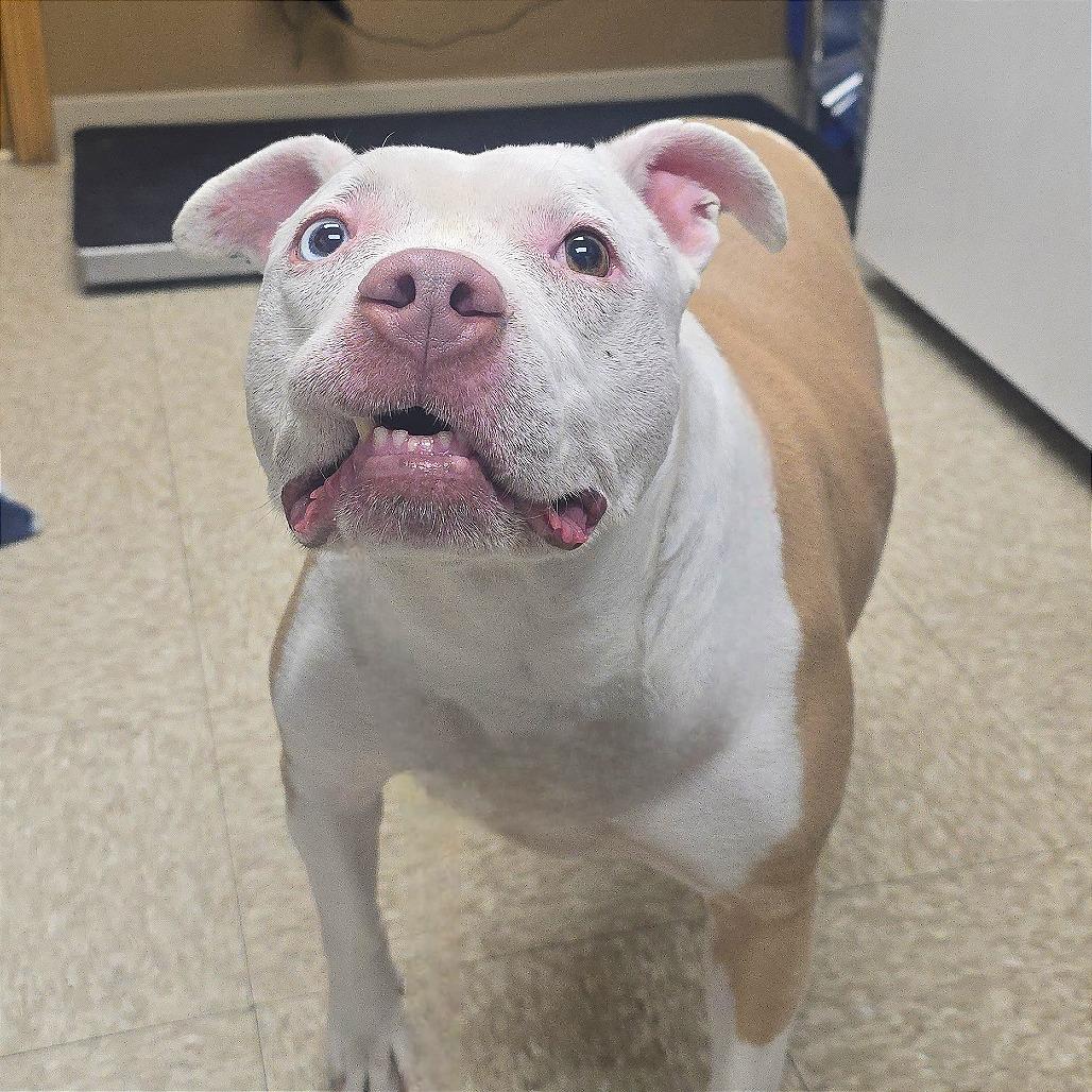 Enlarge Goldie, a Adoptable Pit Bull Terrier in Milan, IL image 6/6