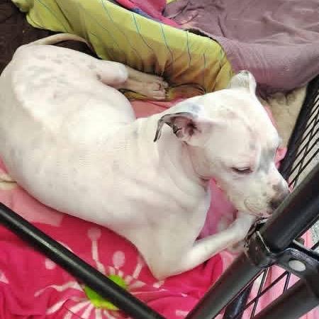 Enlarge Jackie, a Adoptable mixed breed in Lancaster, OH image 1/4