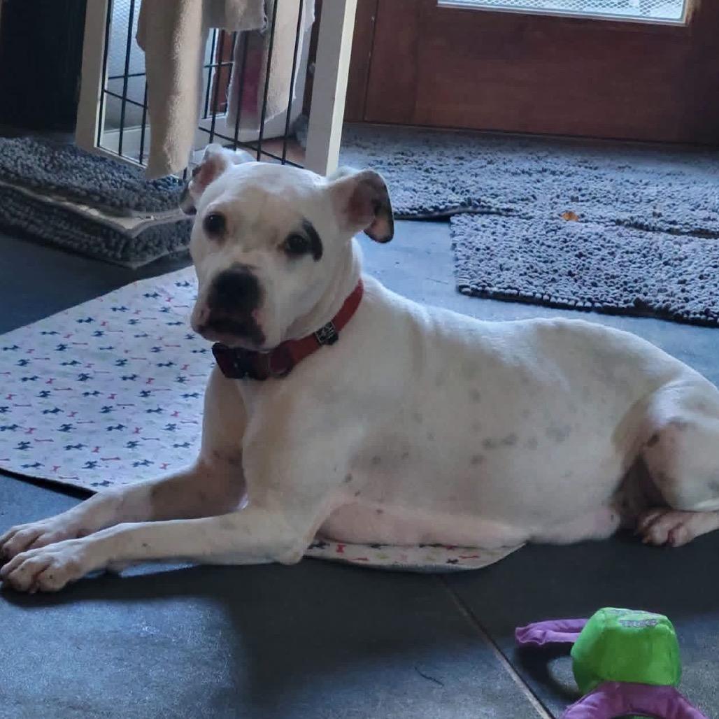 Enlarge Jackie, a Adoptable mixed breed in Lancaster, OH image 3/4