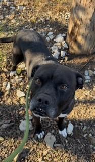 SLURPEE, Adoptable, Adult Male American Bulldog & Mixed Breed.