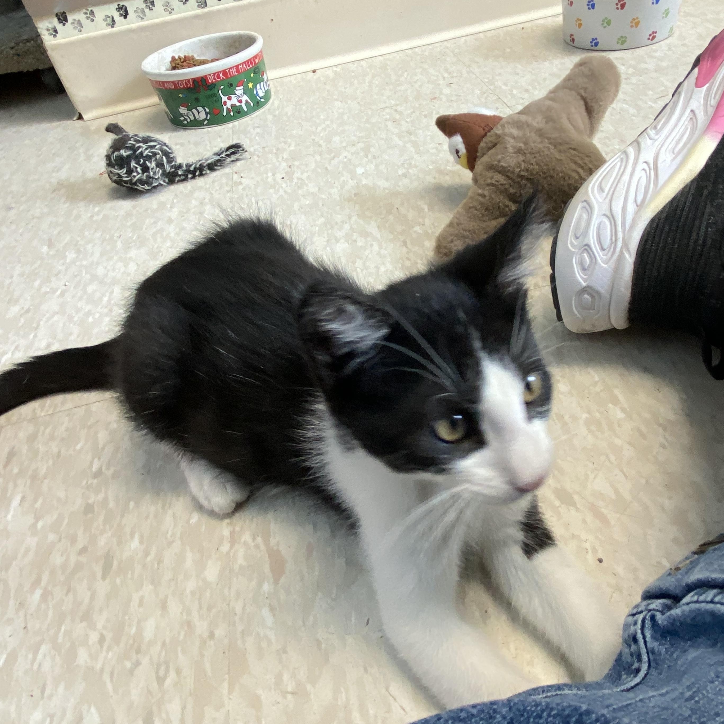 Jasper, a ADOPTABLE Domestic Medium Hair in Choteau, MT image 3/3