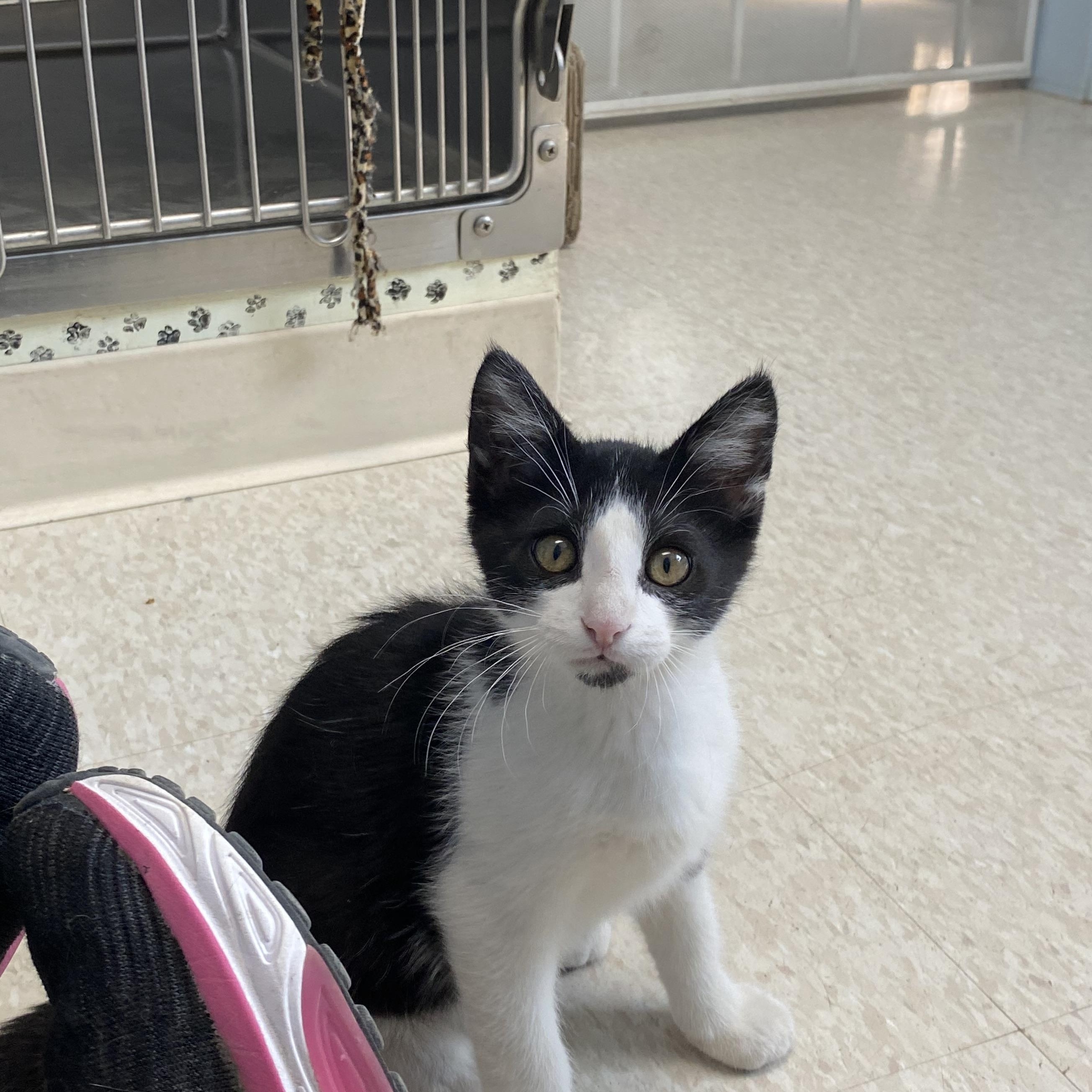Jasper, ADOPTABLE, Kitten Male Domestic Medium Hair.