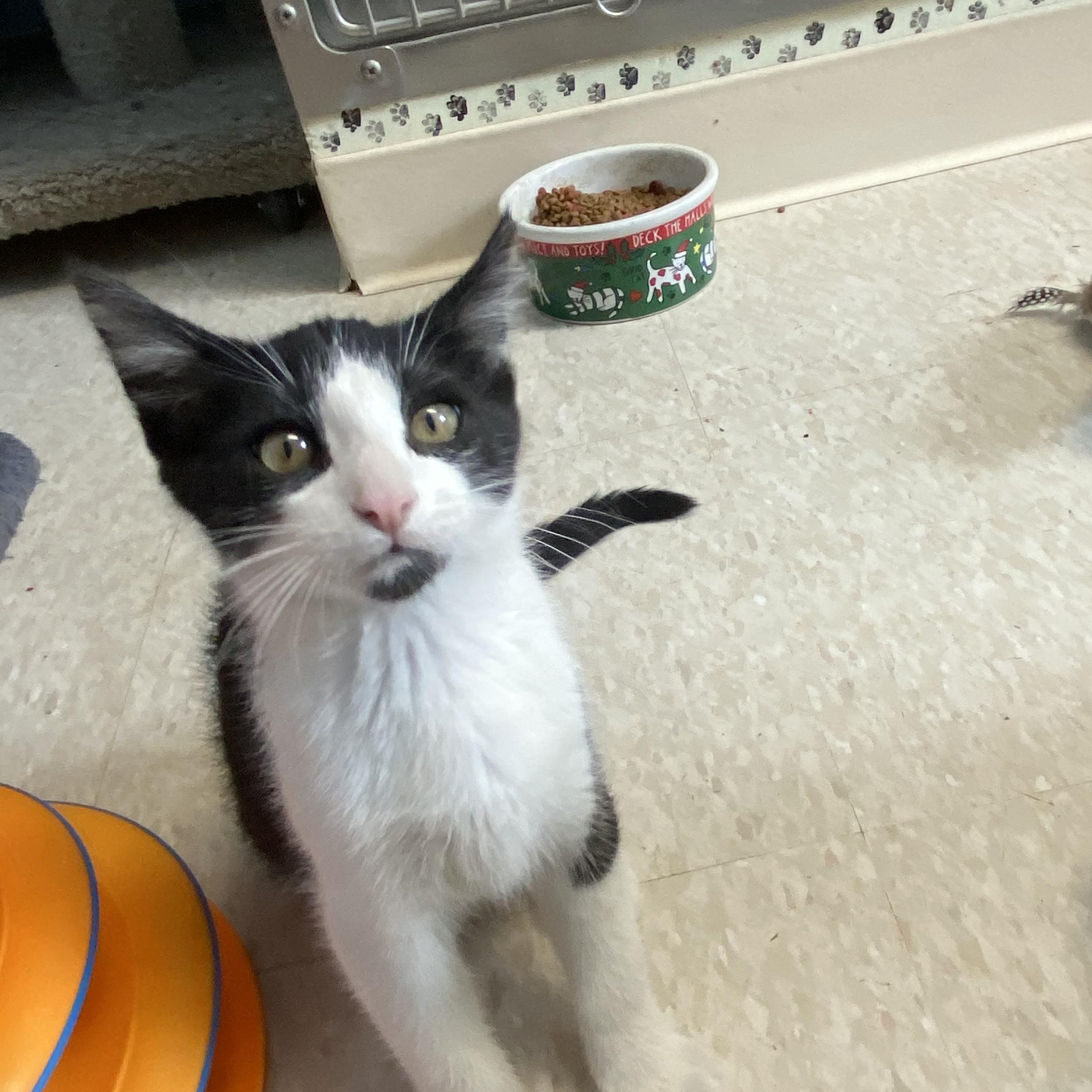 Jasper, a ADOPTABLE Domestic Medium Hair in Choteau, MT image 2/3
