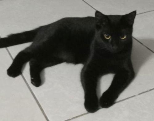 Enlarge Nelson, a Adopted Domestic Short Hair in Oakland Park, FL image 1/1