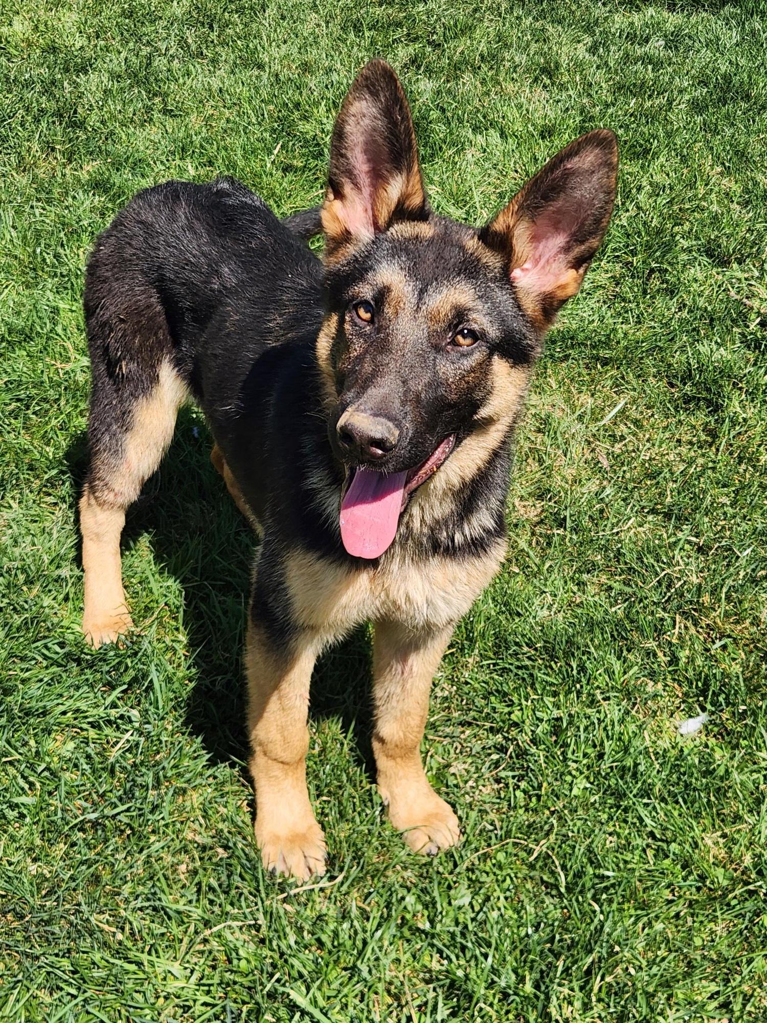 Enlarge Jade, a ADOPTABLE German Shepherd Dog in Phoenixville, PA image 1/1