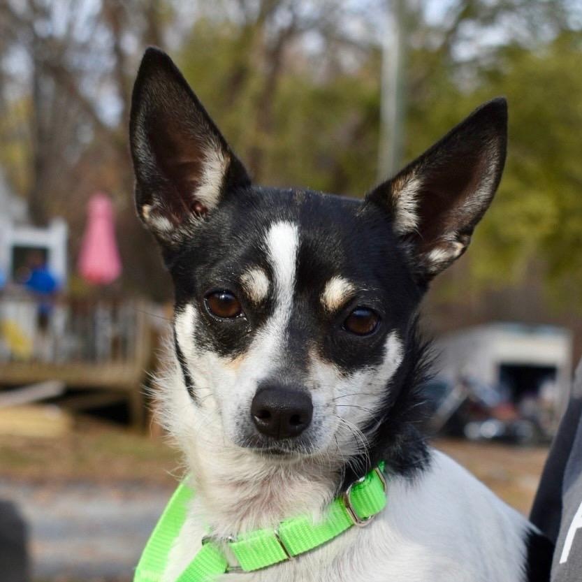 Enlarge Dory, a Adoptable mixed breed in Greensboro, NC image 1/1
