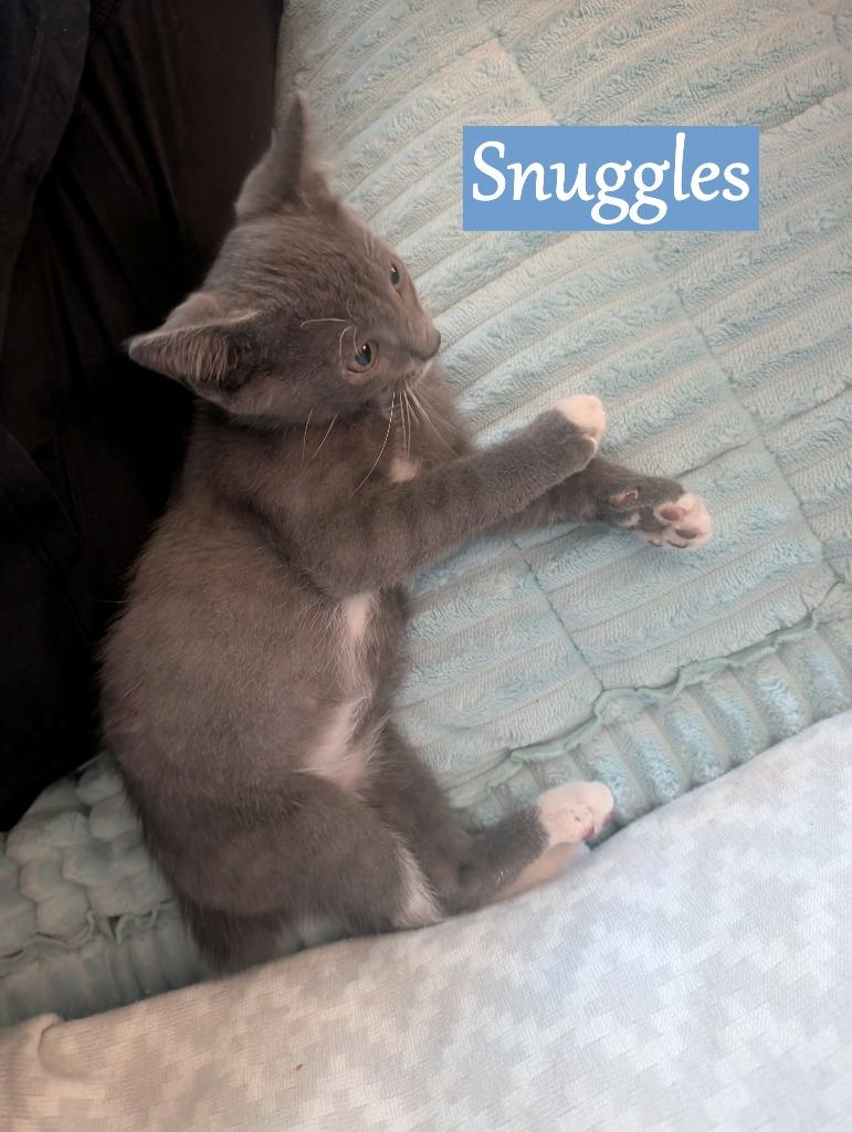 Snuggles, Adoptable, Kitten Male Domestic Short Hair.