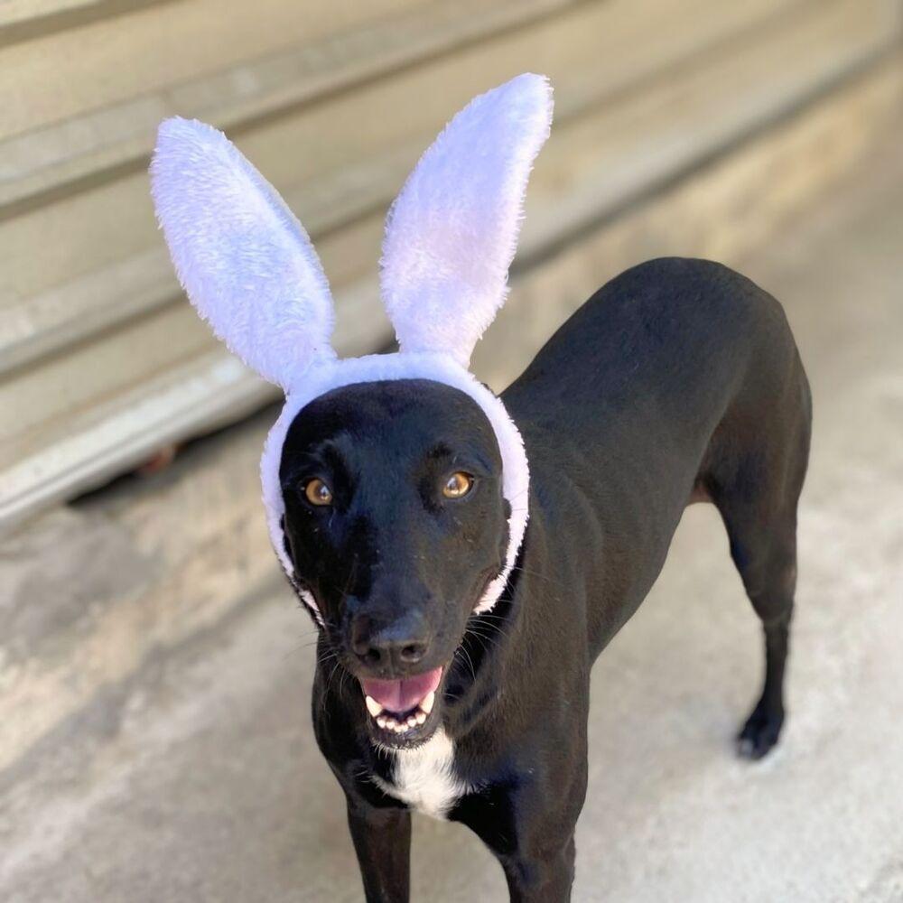 Briella, Adoptable, Adult Female Mixed Breed.