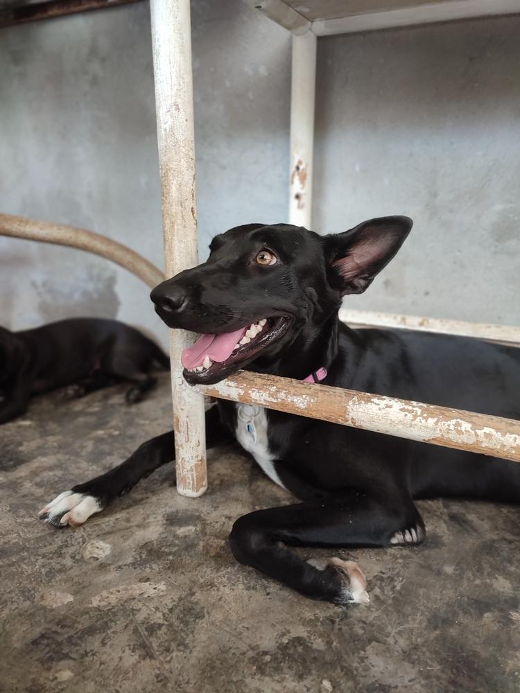 Briella, Adoptable, Adult Female Mixed Breed.