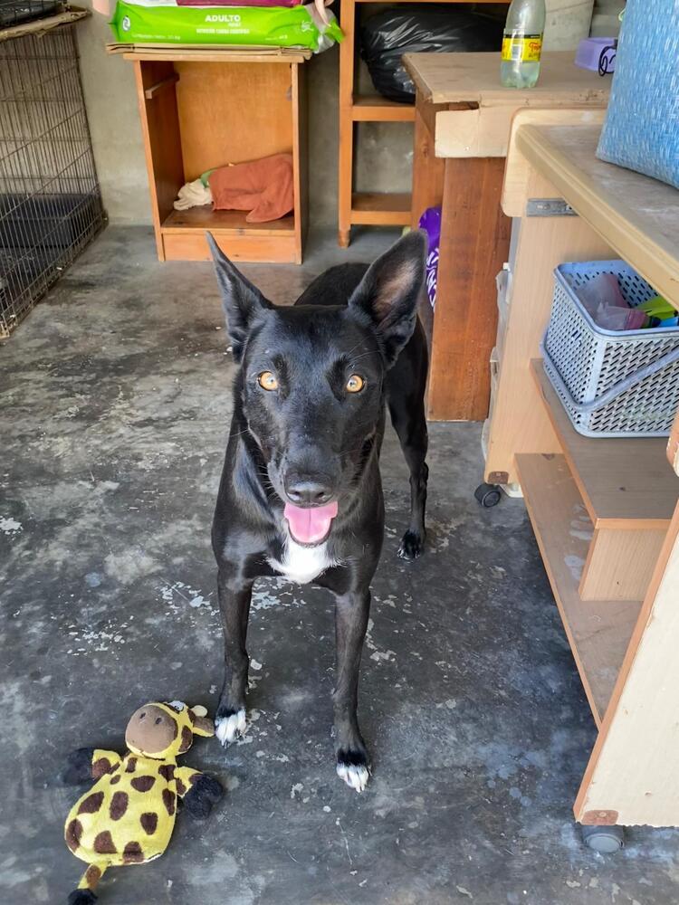 Briella, a Adoptable mixed breed in San Diego, CA image 3/6
