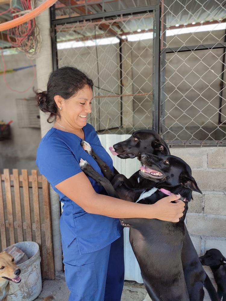 Enlarge Briella, a Adoptable mixed breed in San Diego, CA image 2/6