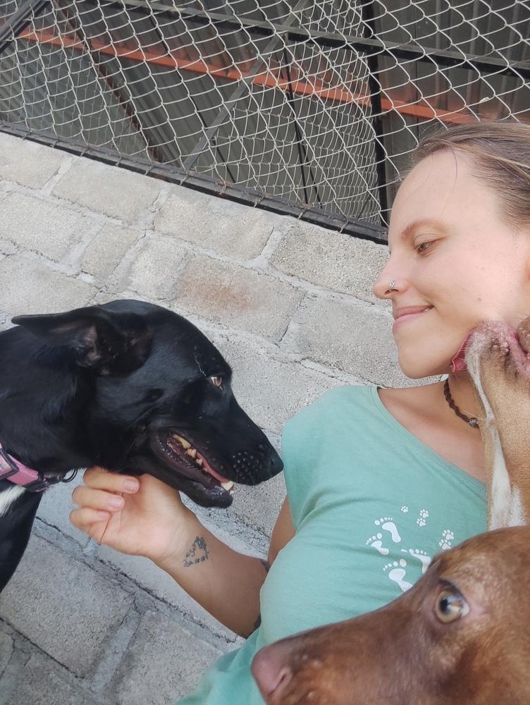 Enlarge Briella, a Adoptable mixed breed in San Diego, CA image 3/6