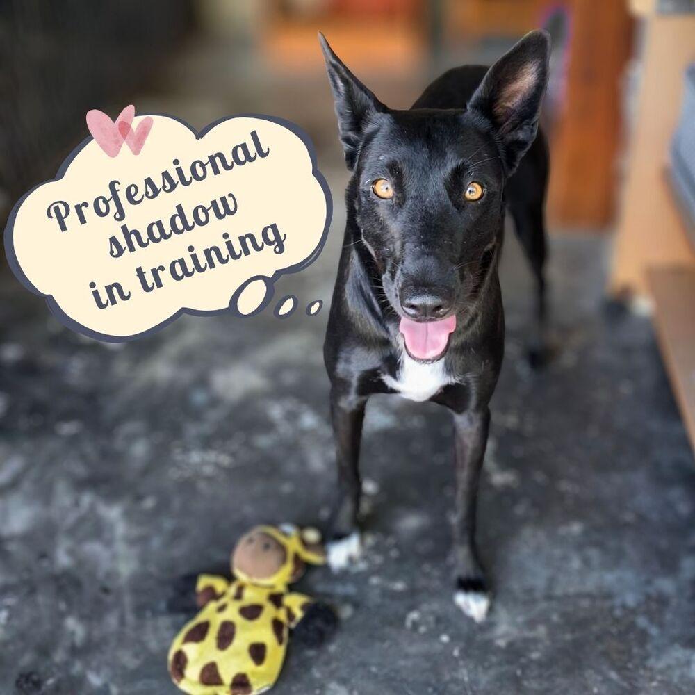 Briella, a Adoptable mixed breed in San Diego, CA image 4/6