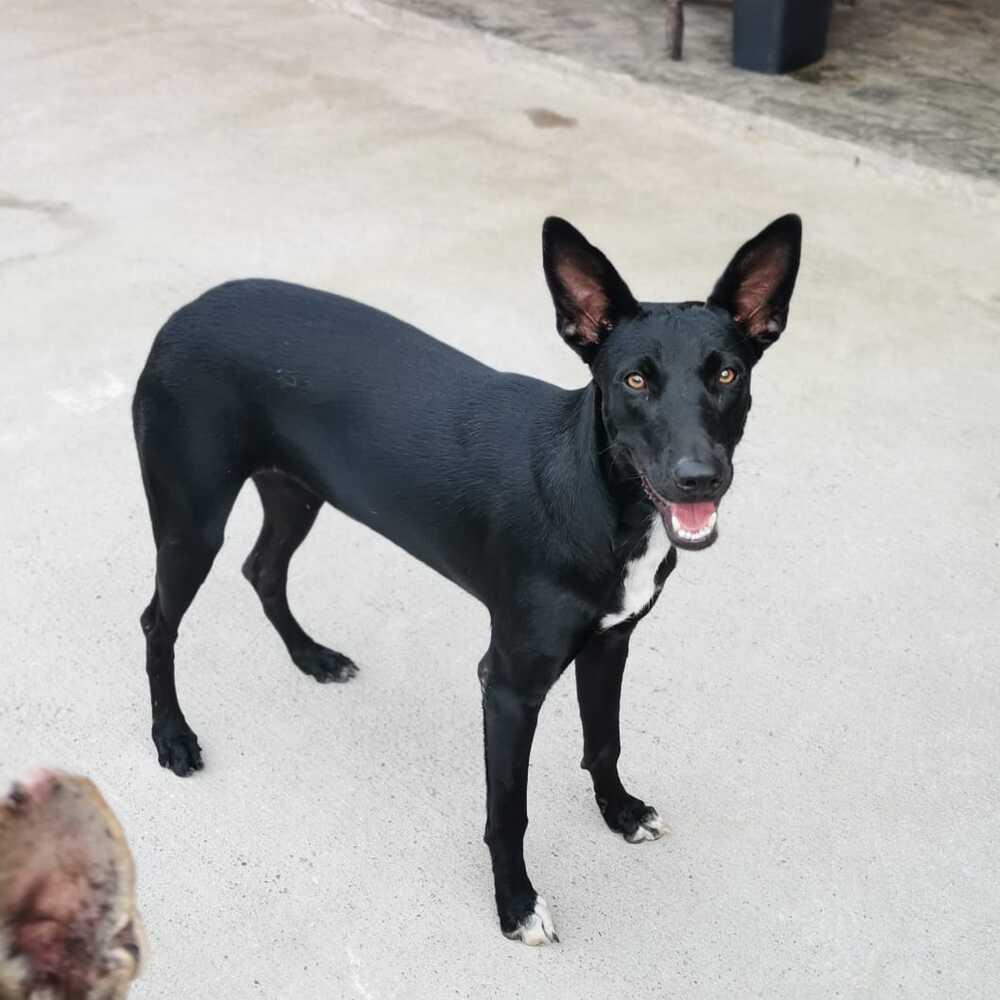 Enlarge Briella, a Adoptable mixed breed in San Diego, CA image 4/6