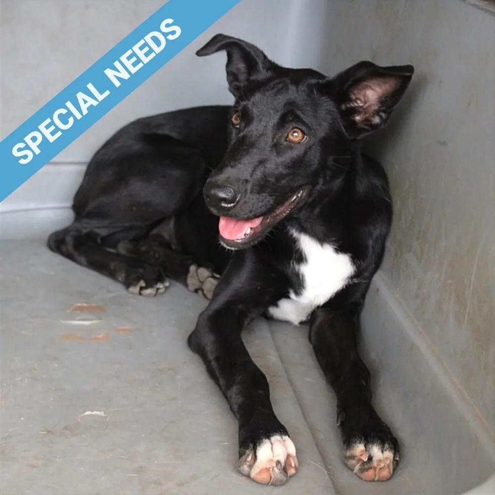 Enlarge Briella, a Adoptable mixed breed in San Diego, CA image 5/6