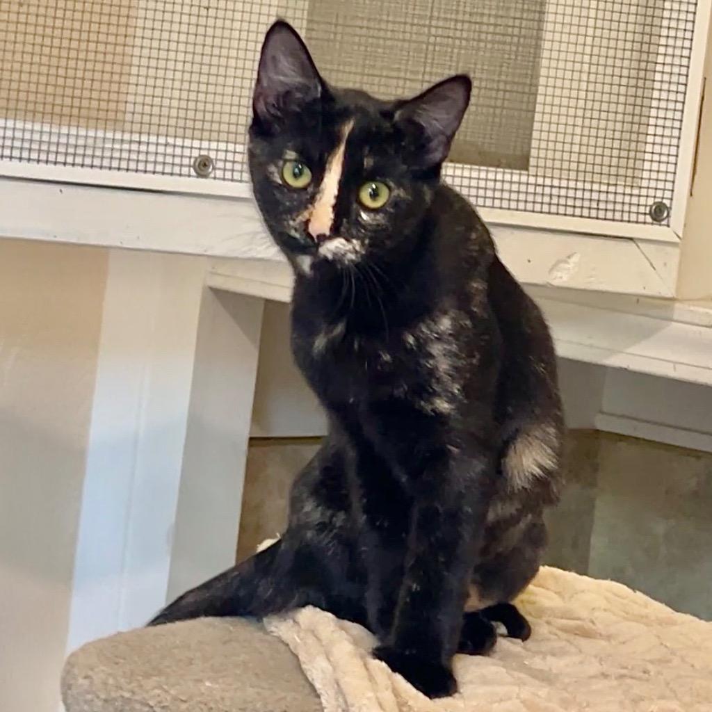 Daisy, Adopted, Young Female Domestic Short Hair.