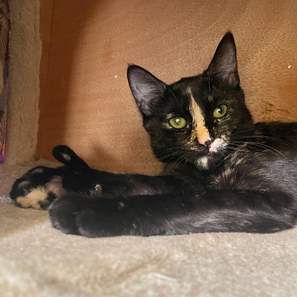 Enlarge Daisy, a Adopted mixed breed in Cambria, CA image 2/6