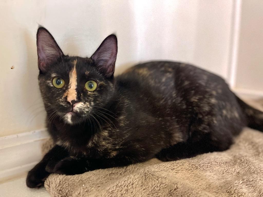 Enlarge Daisy, a Adopted mixed breed in Cambria, CA image 3/6