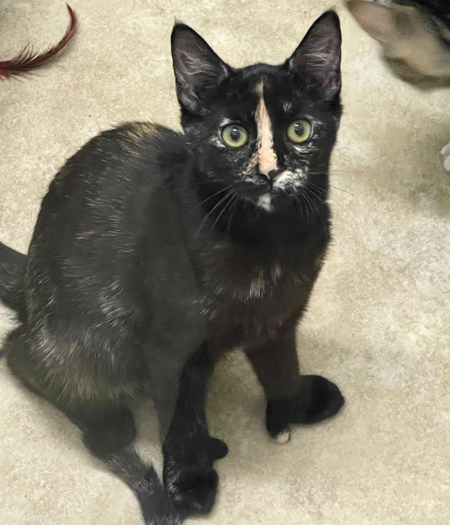 Enlarge Daisy, a Adopted mixed breed in Cambria, CA image 4/6