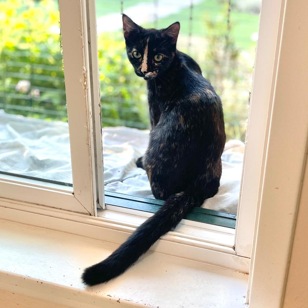 Enlarge Daisy, a Adopted mixed breed in Cambria, CA image 5/6