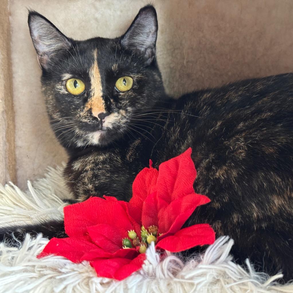 Enlarge Daisy, a Adopted mixed breed in Cambria, CA image 6/6