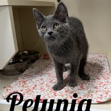 Enlarge Petunia, a Adoptable Domestic Short Hair in Manistee, MI image 1/1
