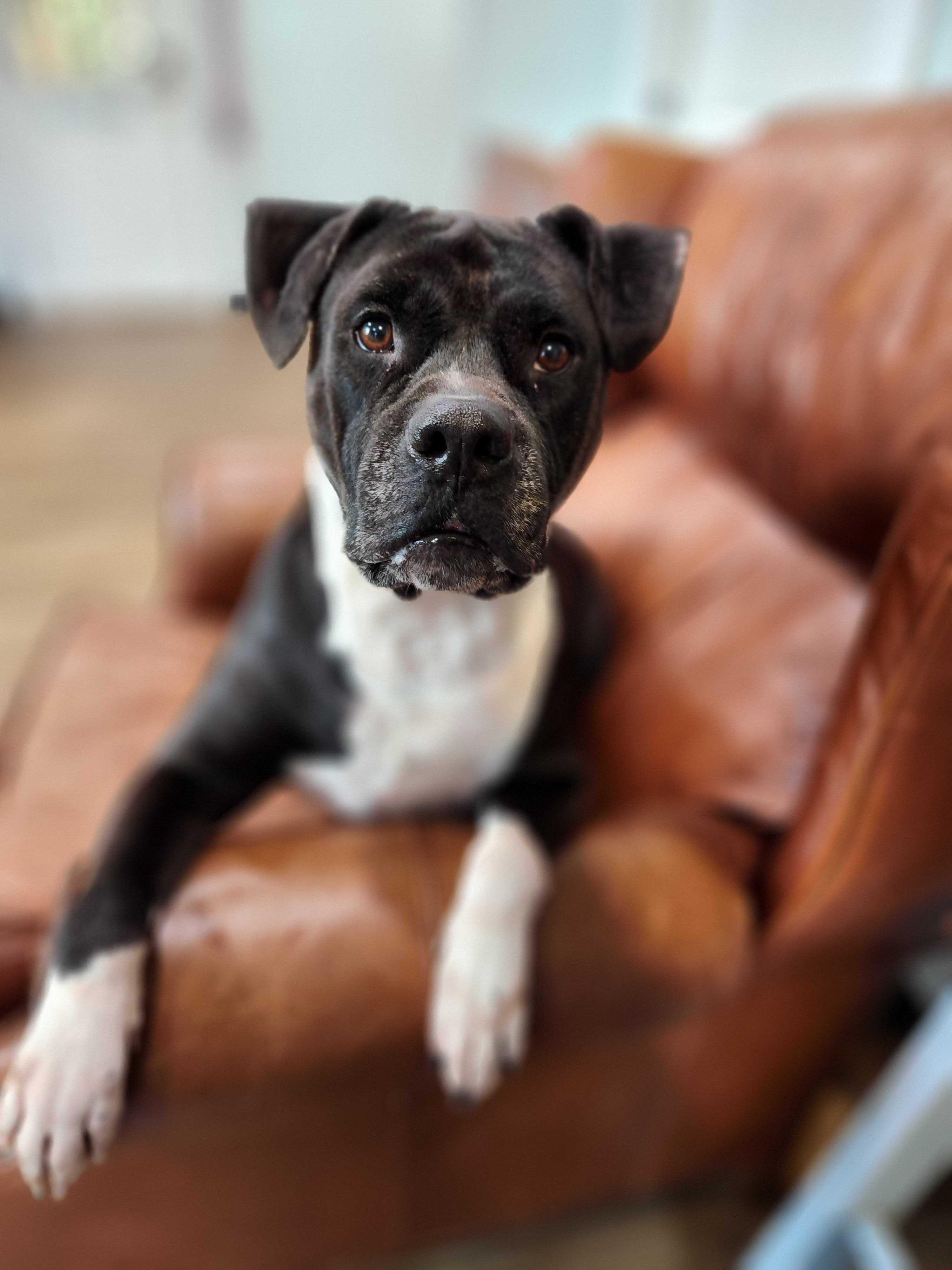 Enlarge Oliver, a Adoptable mixed breed in Albany, NY image 3/6