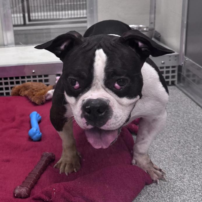 Gracie, Adoptable, Adult Female Mixed Breed.