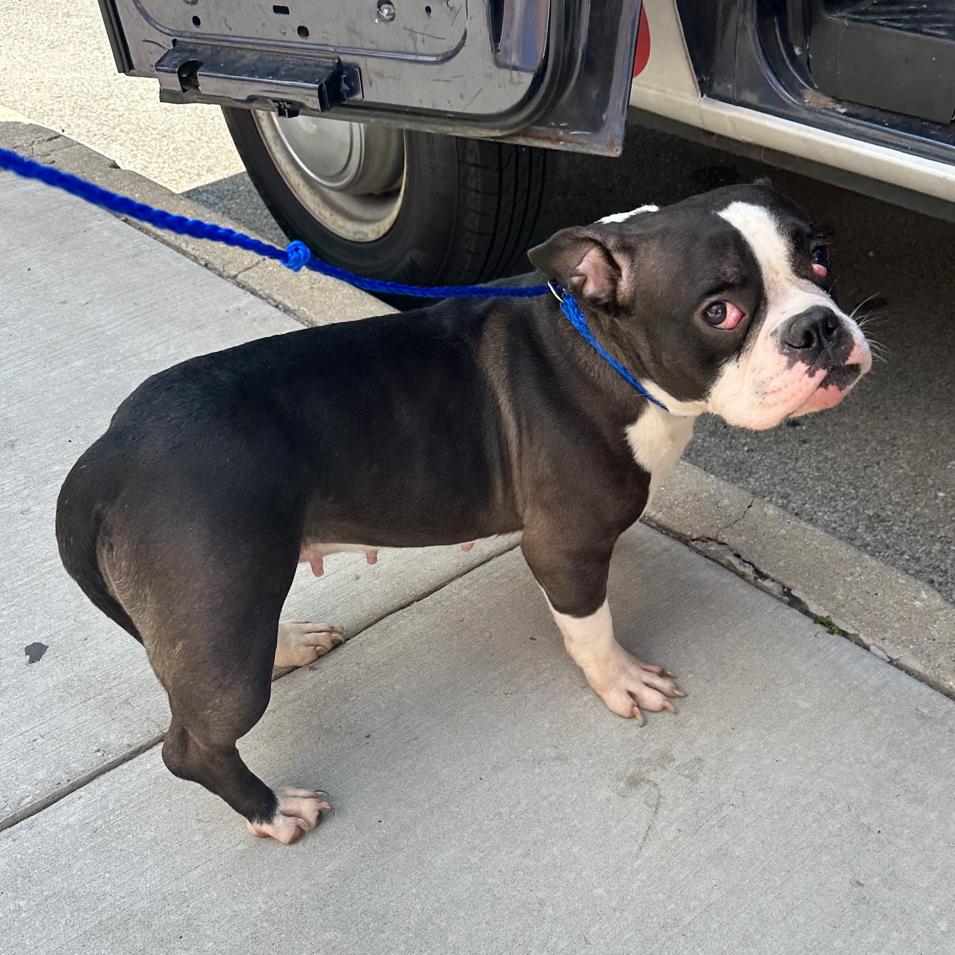 Enlarge Gracie, a Adoptable Mixed Breed in Hinsdale, IL image 2/3